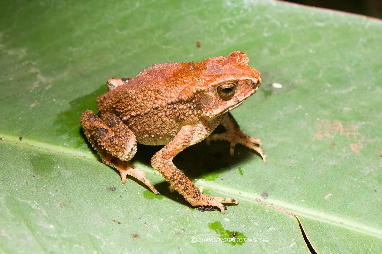 Ingerophrynus parvus (Boulenger 1887) resmi