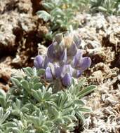 Image of Brewer's Lupine