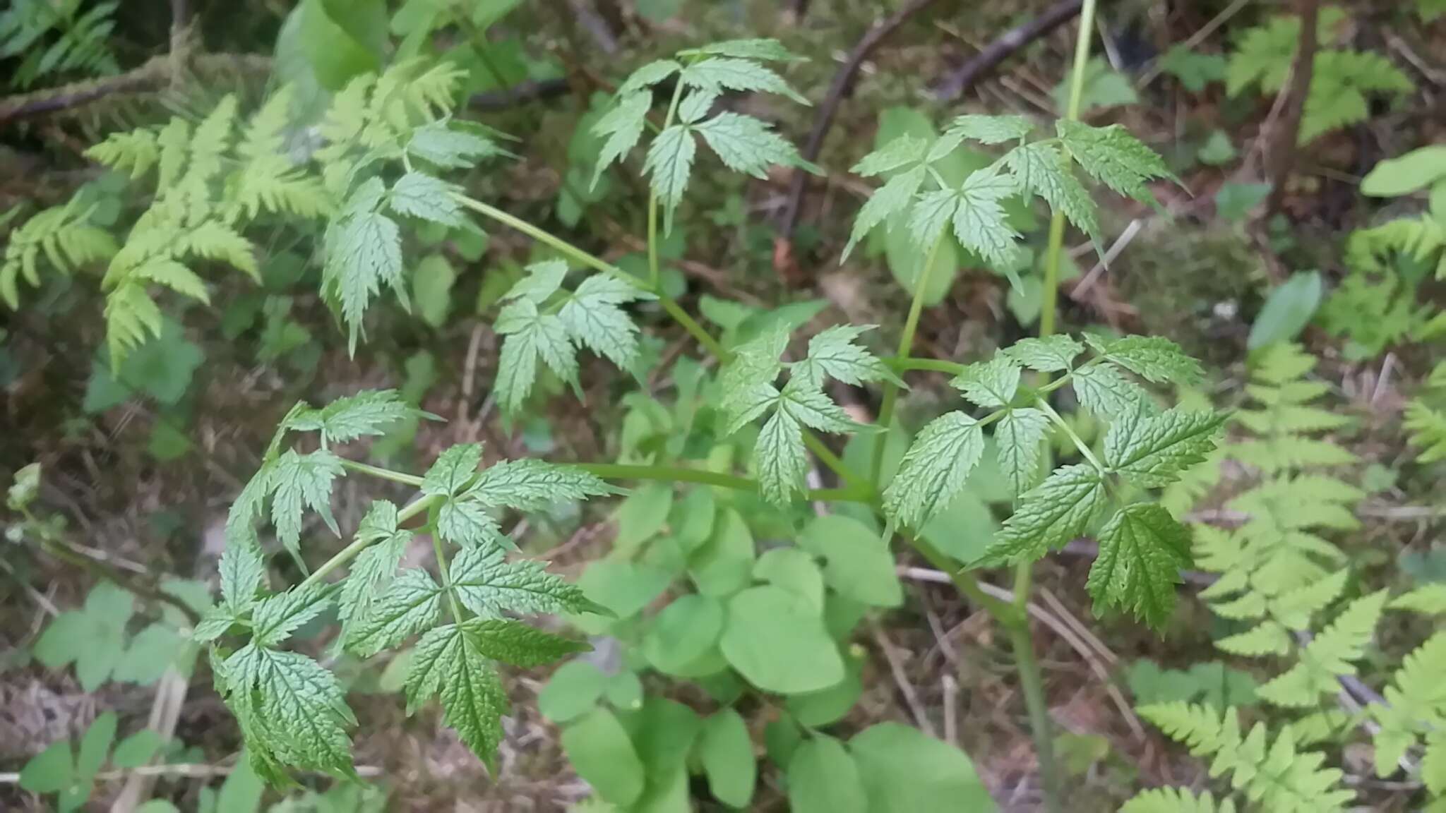 Imagem de Actaea rubra (Ait.) Willd.