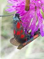 Image of Zygaena cynarae Esper 1789