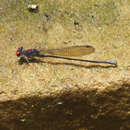 Image of Argia orichalcea Hagen ex Selys 1865