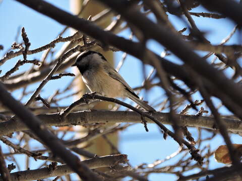 Image of Mountain Chickadee