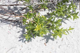 Image of seacoast marsh elder