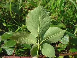 Plancia ëd Rubus silurum (Ley) W. C. R. Watson