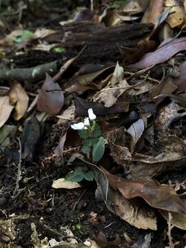 Слика од Myrmechis drymoglossifolia Hayata