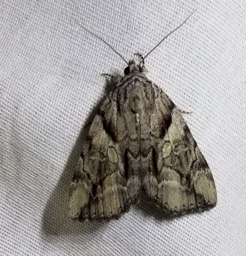 Image of Wonderful Underwing