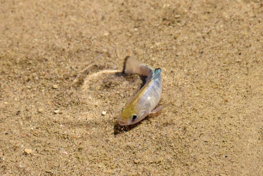 Image of Cottonball Marsh Pupfish