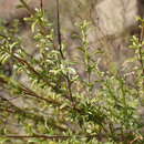 Image of Jamesbrittenia macrantha (Codd) O. M. Hilliard