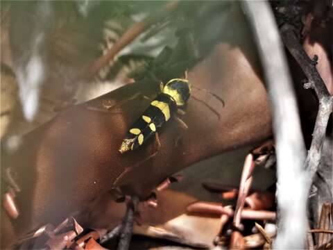 Image of Neoclytus resplendens Linsley 1935