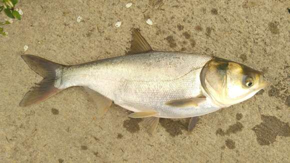 Image of silver carp