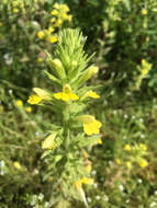 Image of Yellow Glandweed