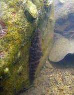 Image of Olive flathead-gudgeon