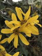 Image of Bidens rubifolia Kunth