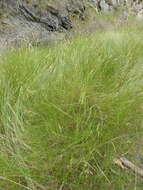 Image of Crested dogstail grass