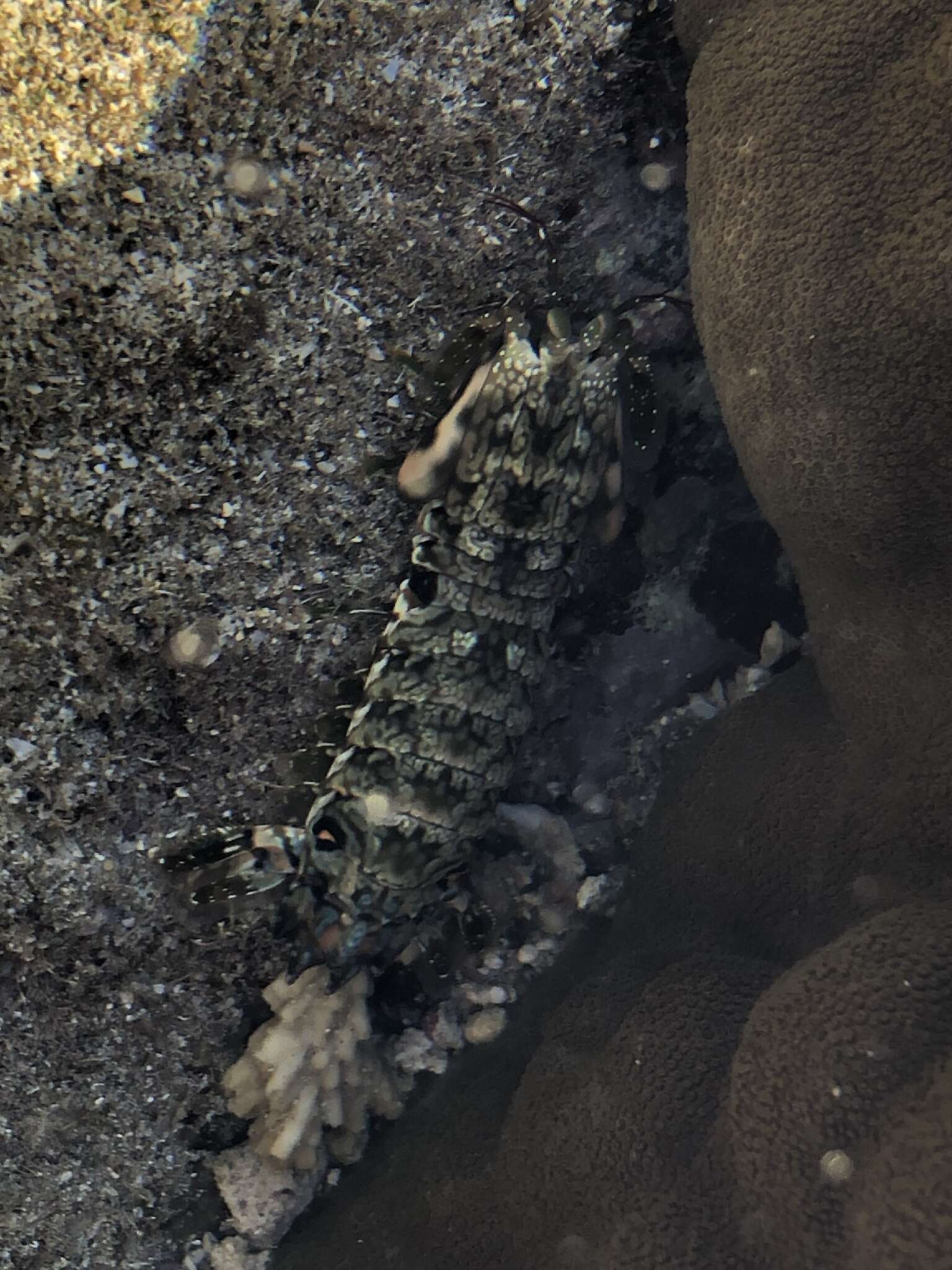 Image of pseudosquillid mantis shrimps