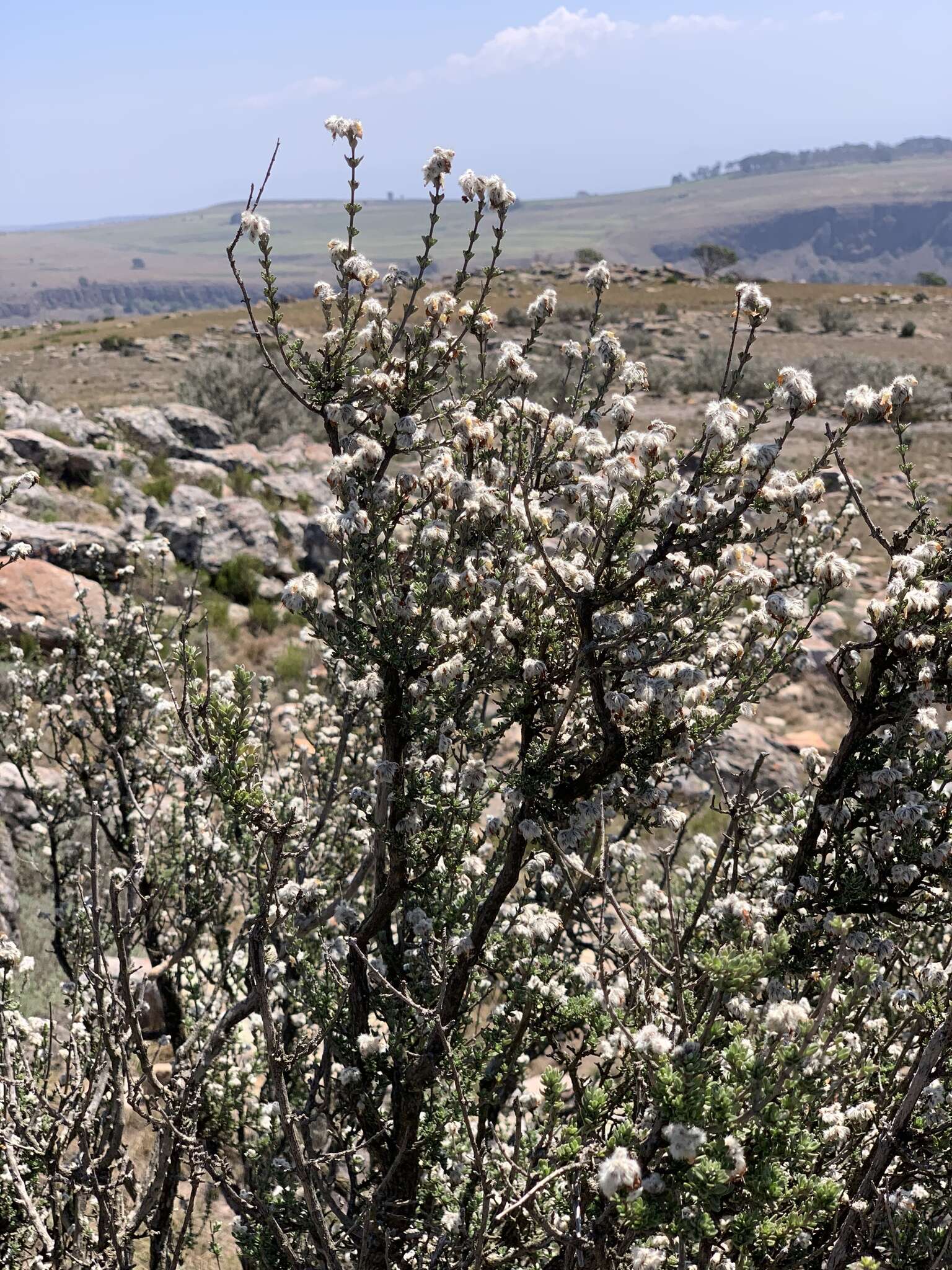 Image de Syncolostemon eriocephalus I. Verd.