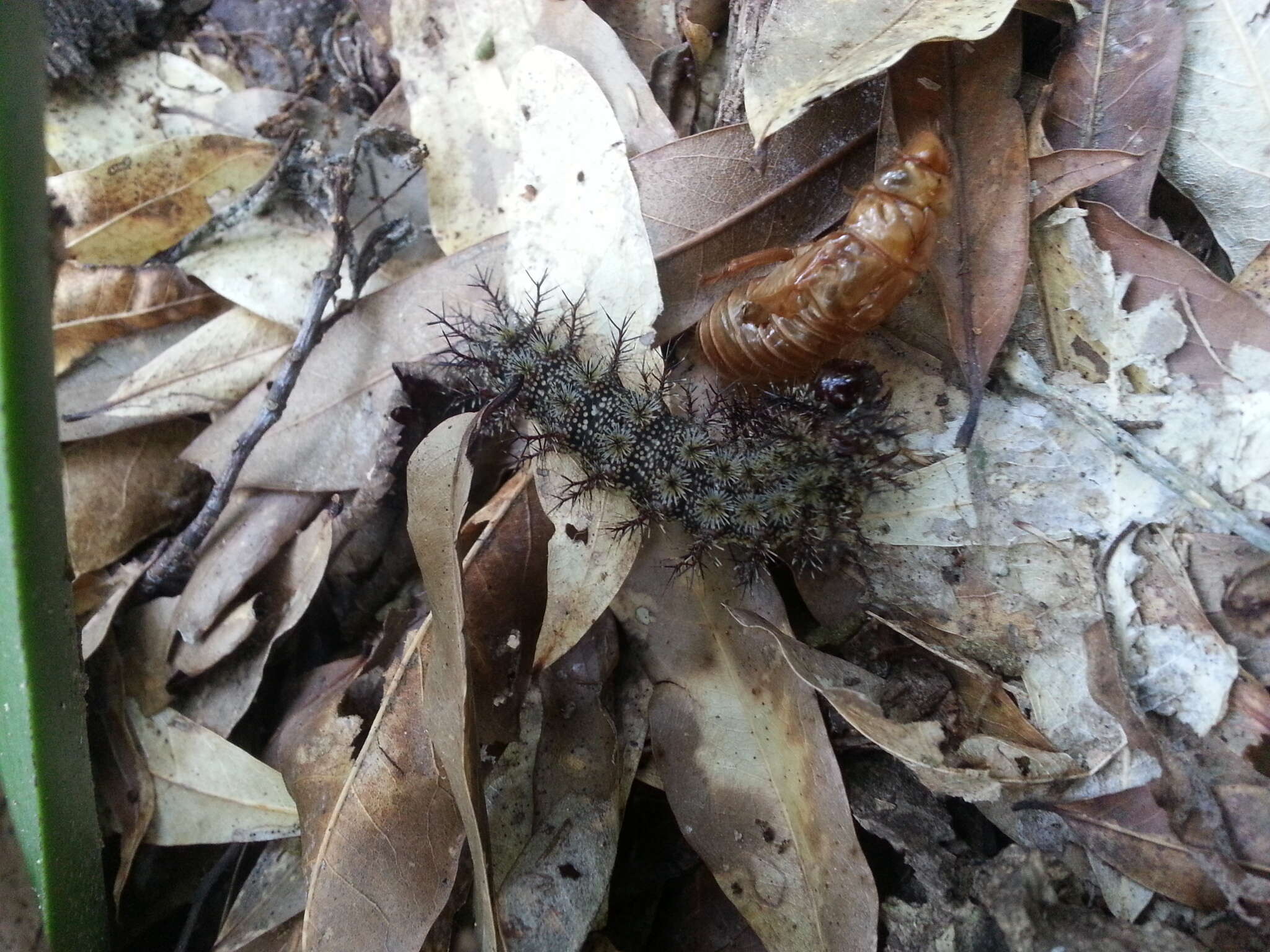 Image of Buck Moth