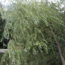 Image of Salix excelsa J. F. Gmel.