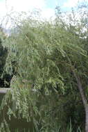 صورة Salix excelsa J. F. Gmel.