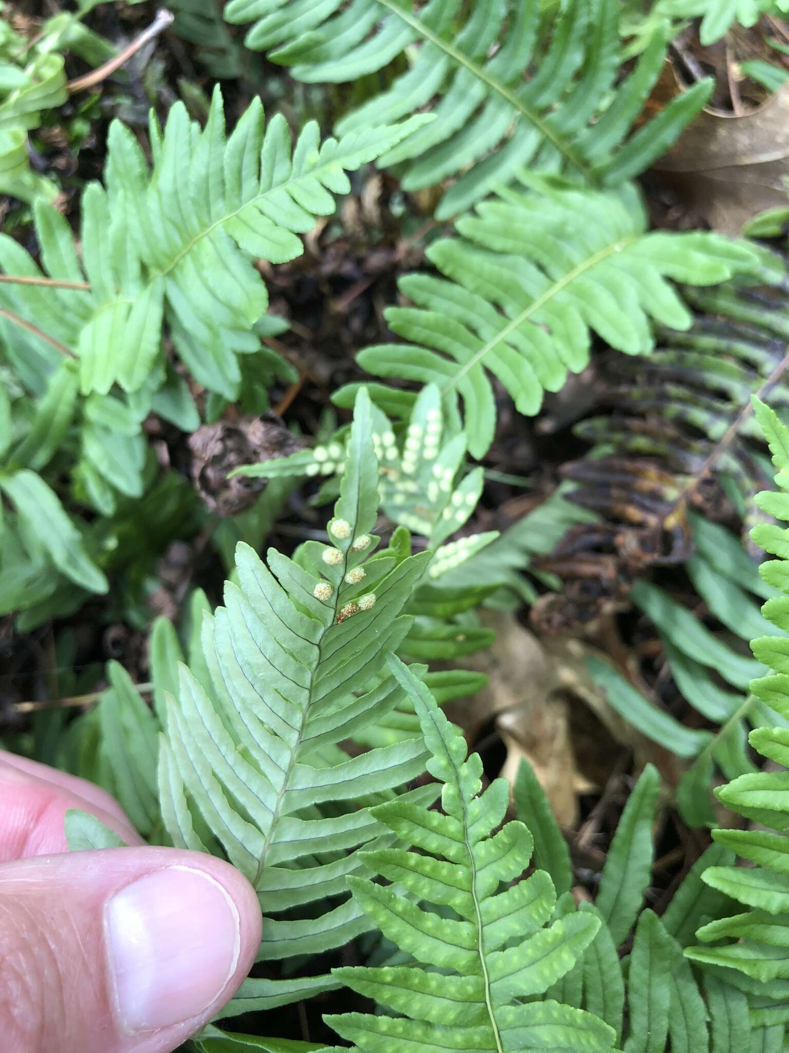 Polypodium appalachianum Haufler & Windham的圖片