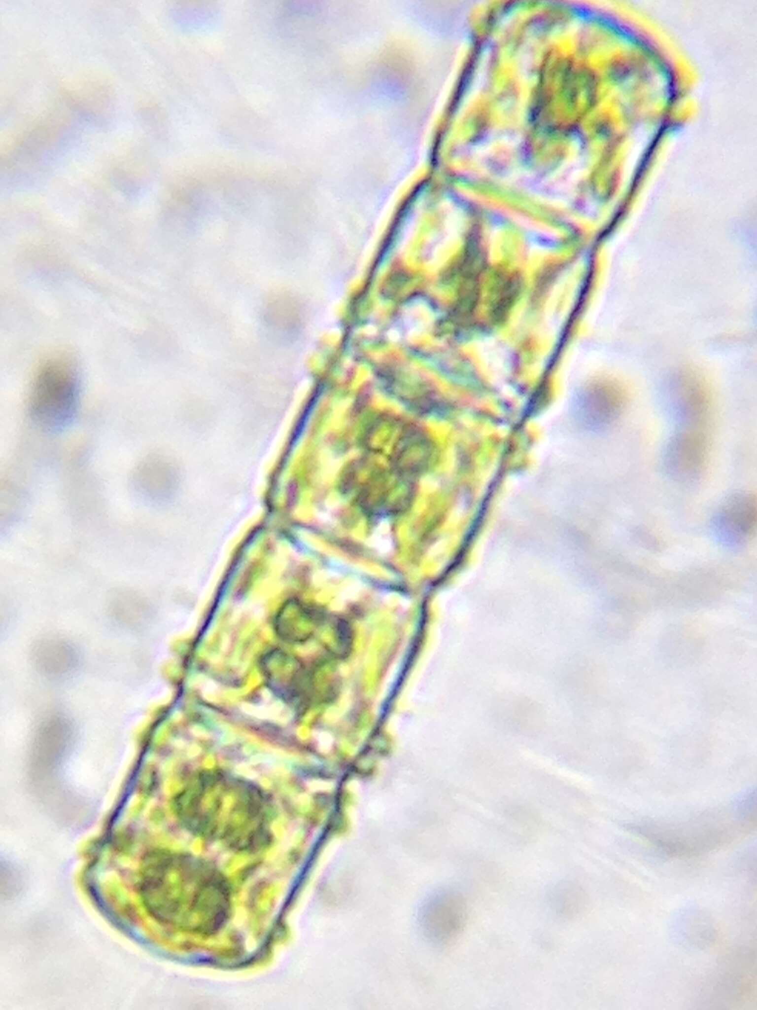 Image of Hyalotheca mucosa