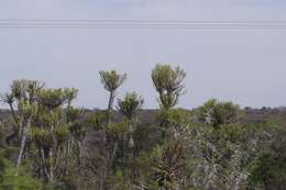 Sivun Euphorbia tetragona Haw. kuva