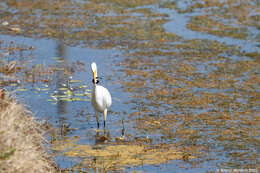 Image of Common Siren