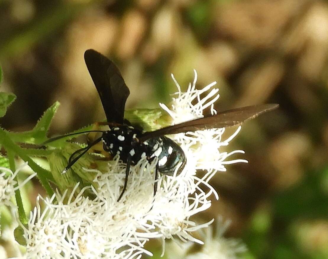 Image of Horama plumipes Drury 1773