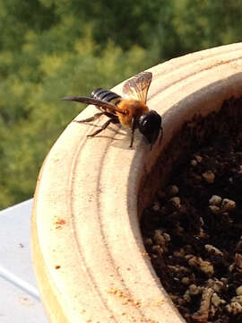 Imagem de Megachile sculpturalis Smith 1853