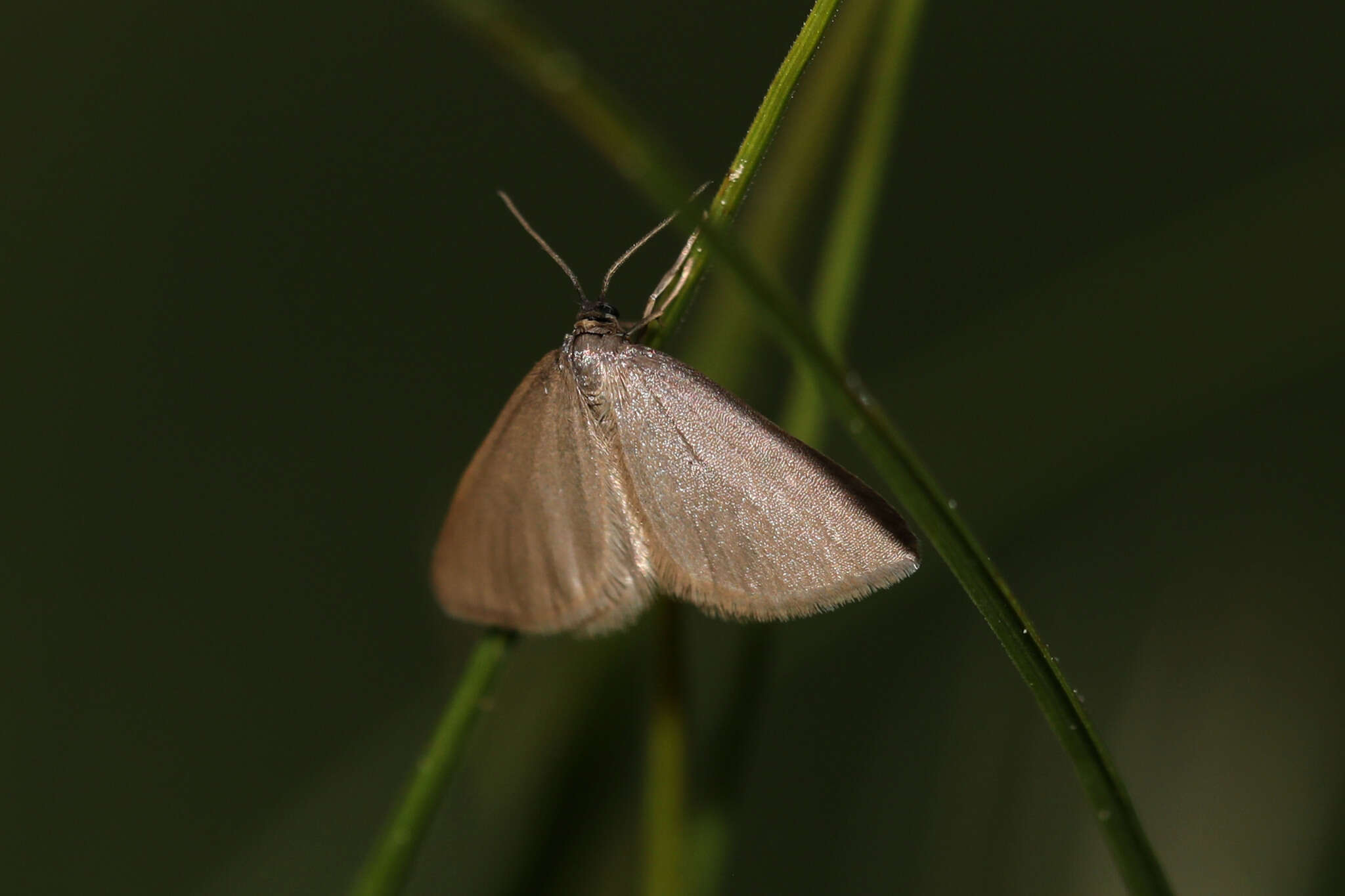 Image of Drab looper moth