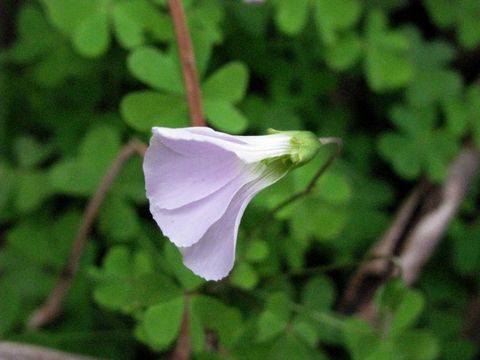 Image of Pink Sorrel