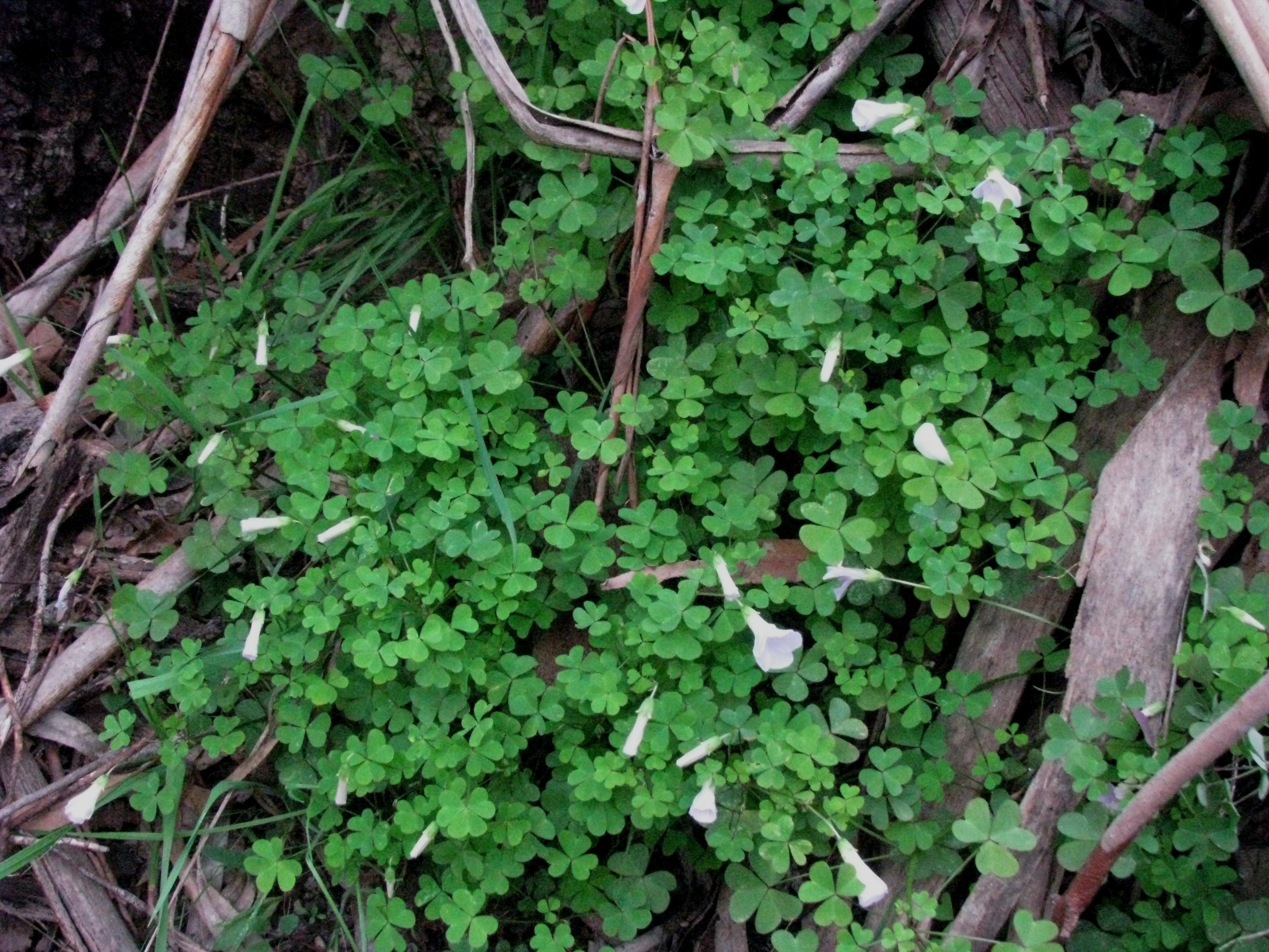 Pink Sorrel Encyclopedia Of Life