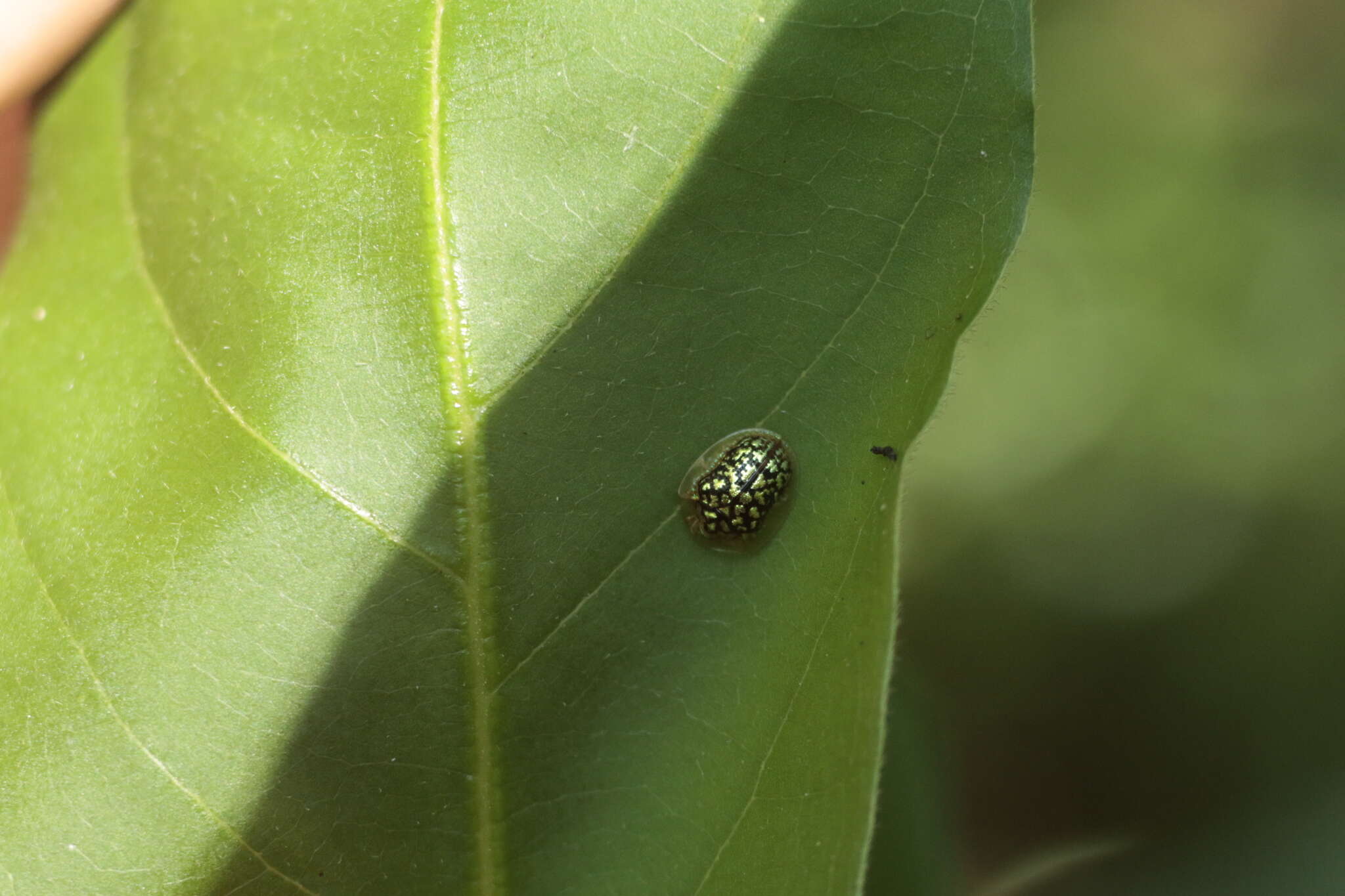 Image of Cteisella confusa (Boheman 1855)