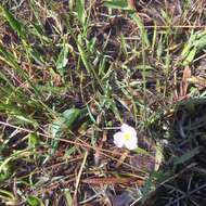 Image of Baldellia ranunculoides var. ranunculoides