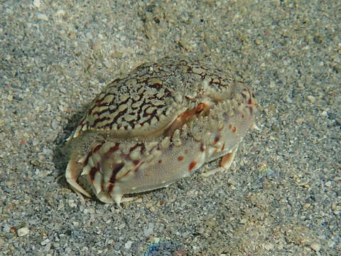 Image of ocellate box crab