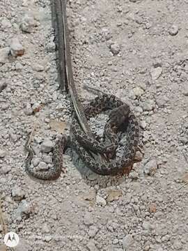 Image of Slender Hognose Viper