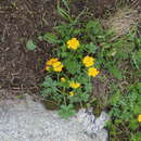 Potentilla ruprechtii Boiss. resmi