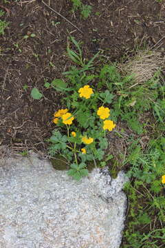 Image of Potentilla ruprechtii Boiss.