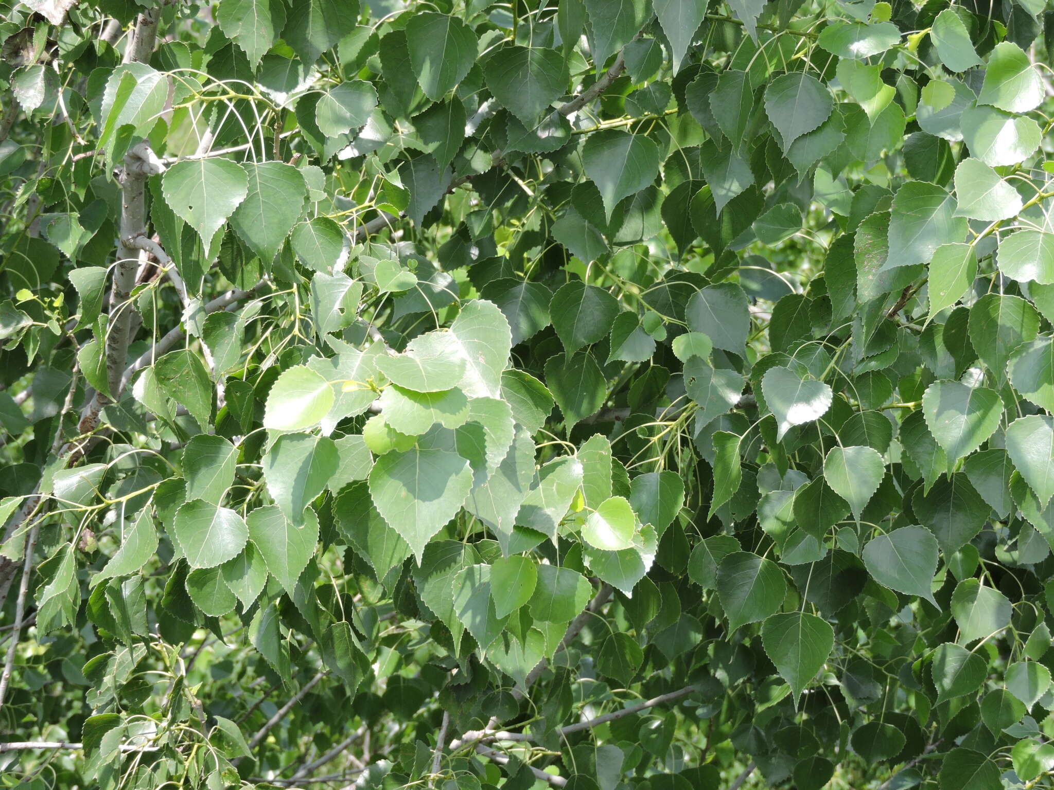Image of Populus mexicana Wesmael