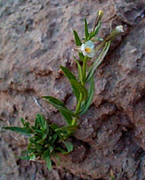 Imagem de Mimulus gracilis R. Br.