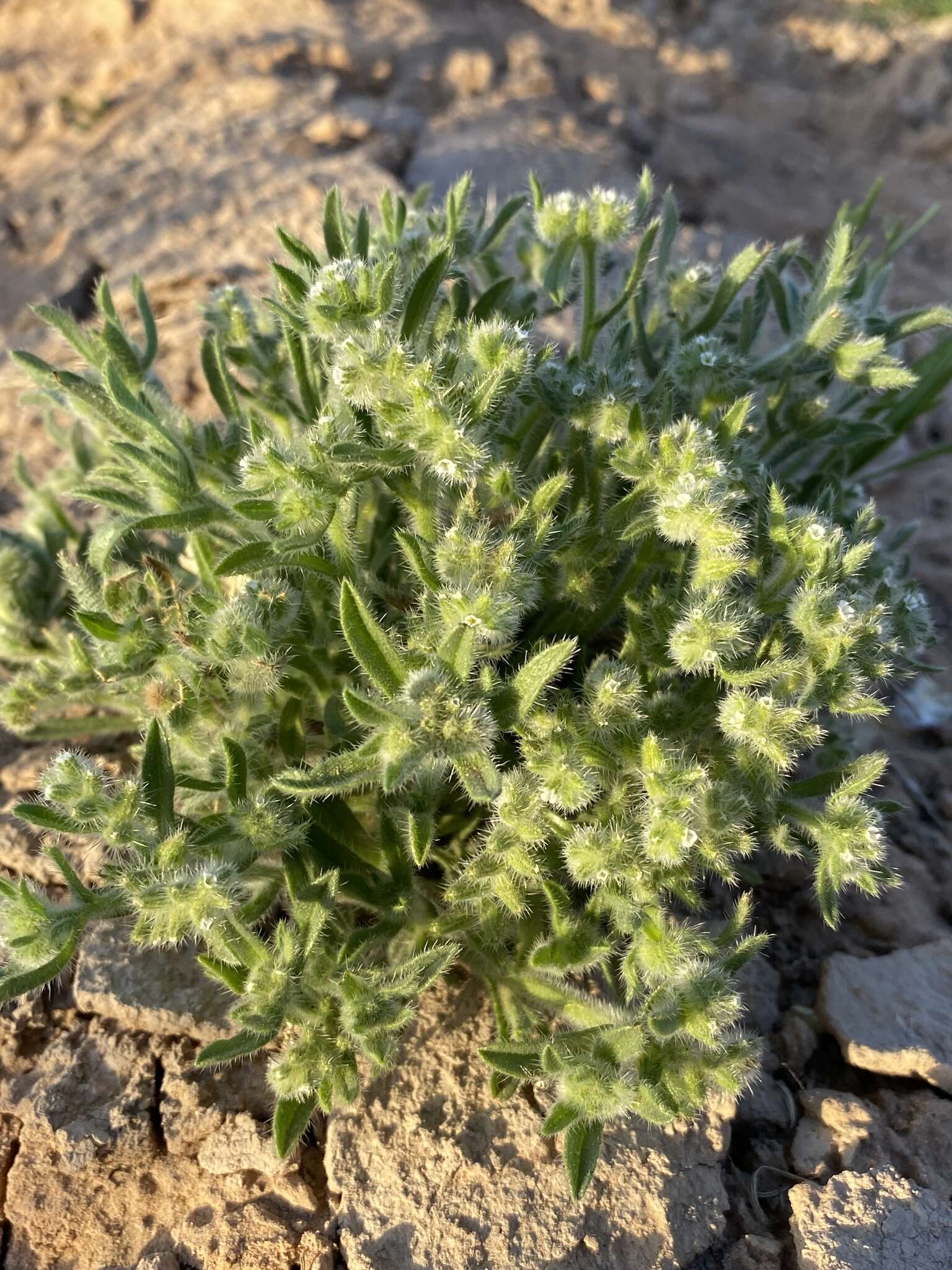 Plancia ëd Cryptantha crassisepala (Torr. & Gray) Greene