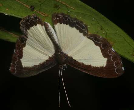 Nymphidium cachrus (Fabricius 1787) resmi