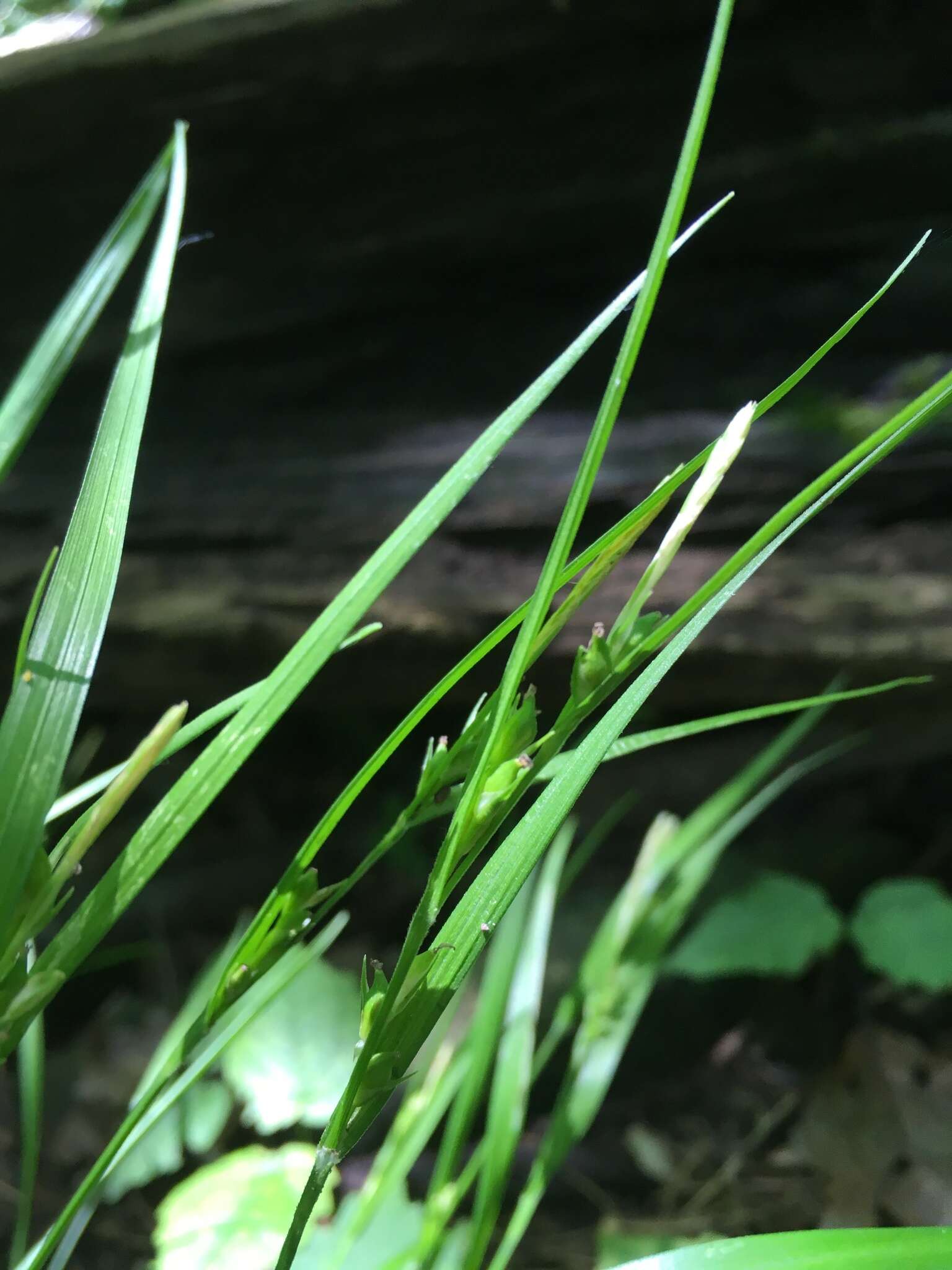 Image of Hitchcock's sedge