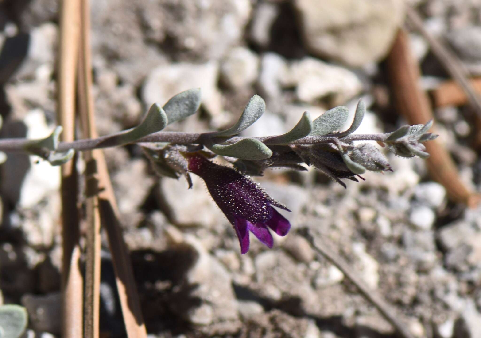 Image of Jaeger's beardtongue