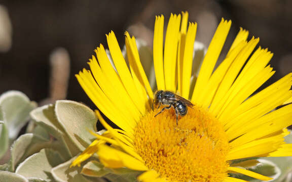 Image of Osmia submicans Morawitz 1870