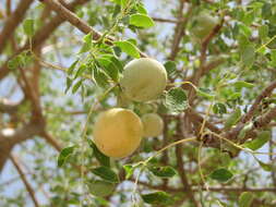 Image of marula