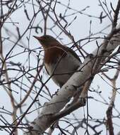 Image of Black-throated Thrush