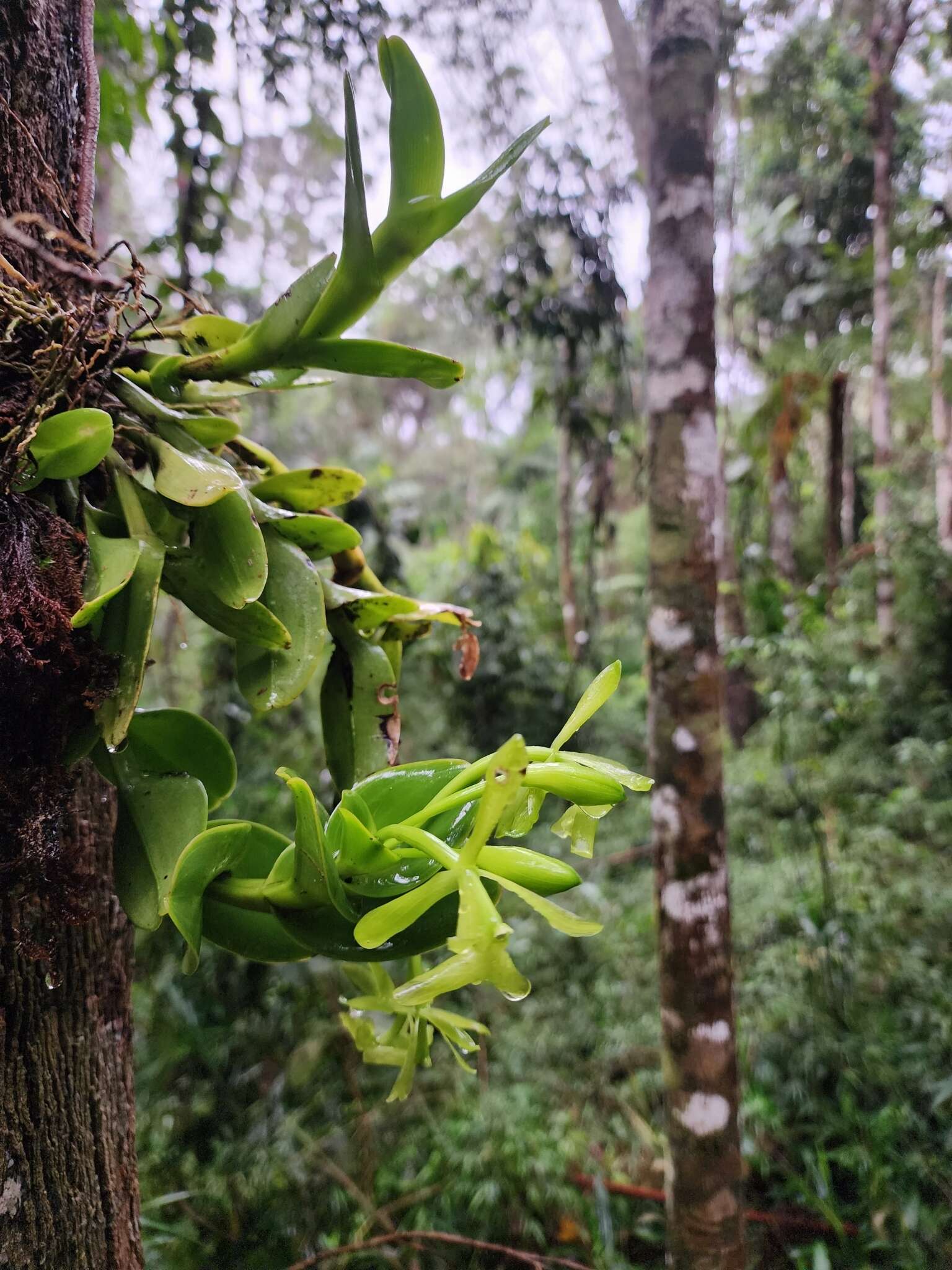 Image of Epidendrum difforme Jacq.