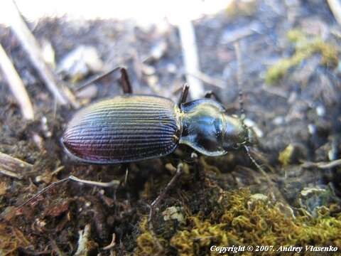 Image of Nebria (Nebria) bonellii (M. Adams 1817)