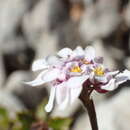 Image of Iberis linifolia subsp. linifolia